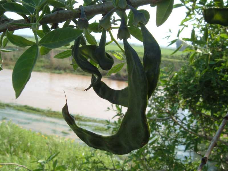 Anagyris foetida